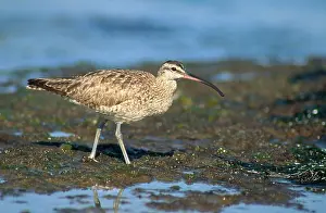 Numenius: Whimbrel