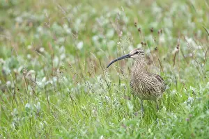 Curlew: Whimbrel