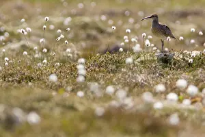 Numenius: Whimbrel