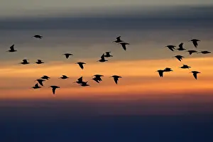 Numenius: Whimbrel