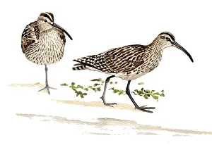 Numenius: Whimbrel