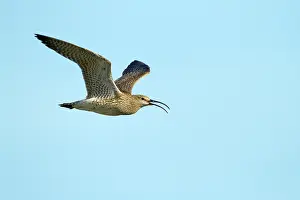 Numenius: Whimbrel