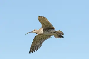270321: Whimbrel - adult bird in flight - Iceland