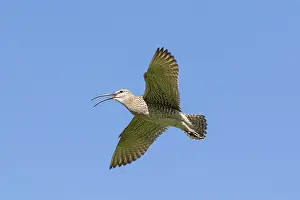 Nordurland: Whimbrel - adult bird in flight - Iceland