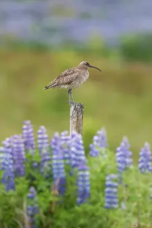Nordurland: Whimbrel - adult bird - Island