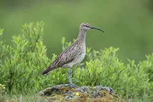 Nordurland: Whimbrel - adult bird - Island