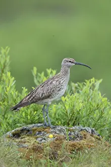 Nordurland: Whimbrel - adult bird - Island