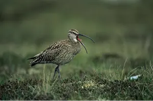 Whimbrels: WHIMBREL - beak open, showing tongue