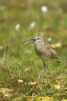 Numenius: Whimbrel - calling