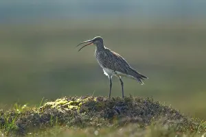 Numenius: Whimbrel - calling