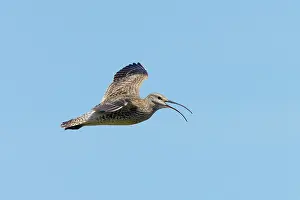 Whimbrels: Whimbrel - calling in flight