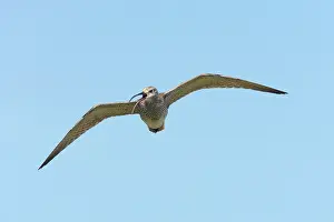 Whimbrels: Whimbrel - calling in flight