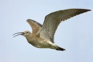 Whimbrels: Whimbrel - calling in flight