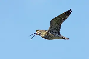 Whimbrels: Whimbrel - calling in flight