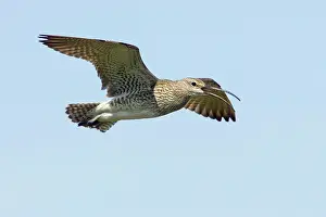 Whimbrels: Whimbrel - calling in flight