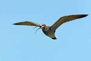 Whimbrel: Whimbrel - Calling in flight