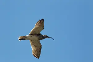 Numenius: Whimbrel - calling in flight