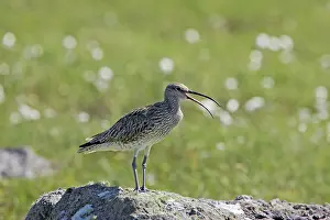 Whimbrels: Whimbrel - calling from rock