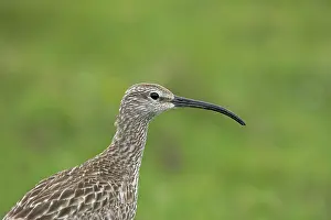 Whimbrels: Whimbrel - close up showing head markings
