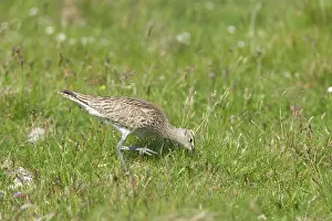 Whimbrels: Whimbrel - feeding