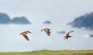 Whimbrels: Whimbrel - in flight