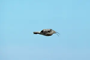 Whimbrels: Whimbrel - in flight