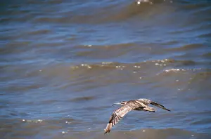 Whimbrels: Whimbrel - in flight