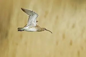 Numenius: Whimbrel - in flight