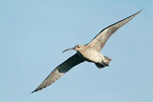 Numenius: Whimbrel - in flight