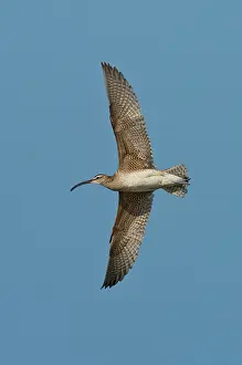 Numenius: Whimbrel in flight