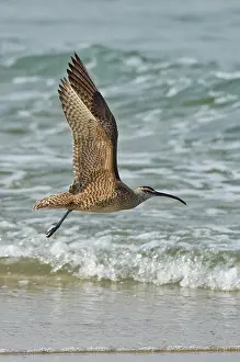 Numenius: Whimbrel in flight