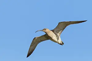 Soaring: Whimbrel - in flight