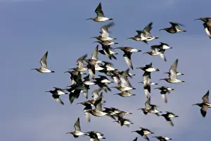 Whimbrels: Whimbrel - flock in flight