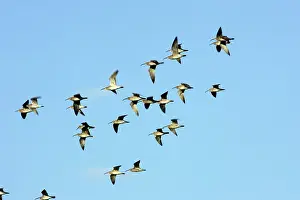 Whimbrels: Whimbrel - flock in flight