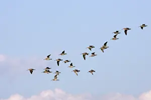 Whimbrels: Whimbrel - flock in flight