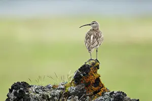 Numenius: Whimbrel - on lava rock