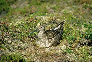 Nancy Jennings: Whimbrel - on nest incubating