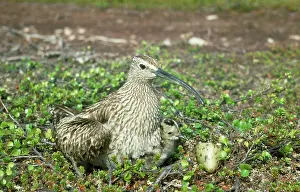 Karin Laub: Whimbrel - at nest with young