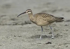 Us America: Whimbrel (Numenius phaeopus), California, USA