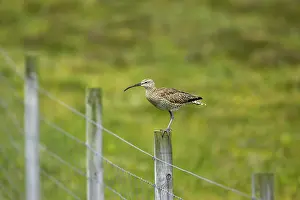 Whimbrels: Whimbrel - on post