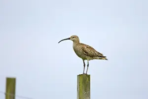Whimbrels: Whimbrel - on post