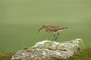 Whimbrels: Whimbrel - on rock