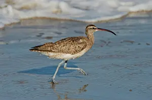 Numenius: Whimbrel running