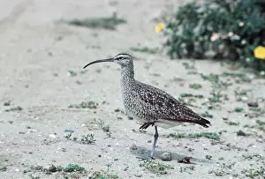 Balancing: WHIMBREL - standing on one leg