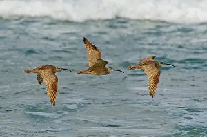 Trio: Whimbrel trio in flight
