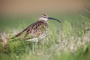 Whimbrel: Whimbrel - UK