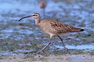 Whimbrels: WHIMBREL - walking