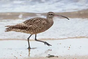 Foreshore: Whimbrel - walking along the foreshore