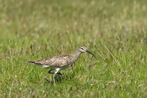Whimbrels: Whimbrel - walking through grassland