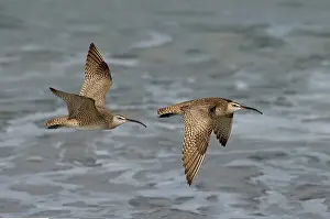 Numenius: Whimbrels flying above beach